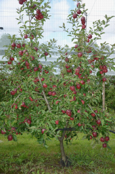 Pommier, conduite Aximum© à partir de plants biaxe, variété Story® Inored cov (6e feuille)